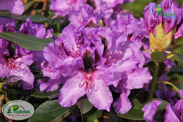 Rhododendron Acapulco